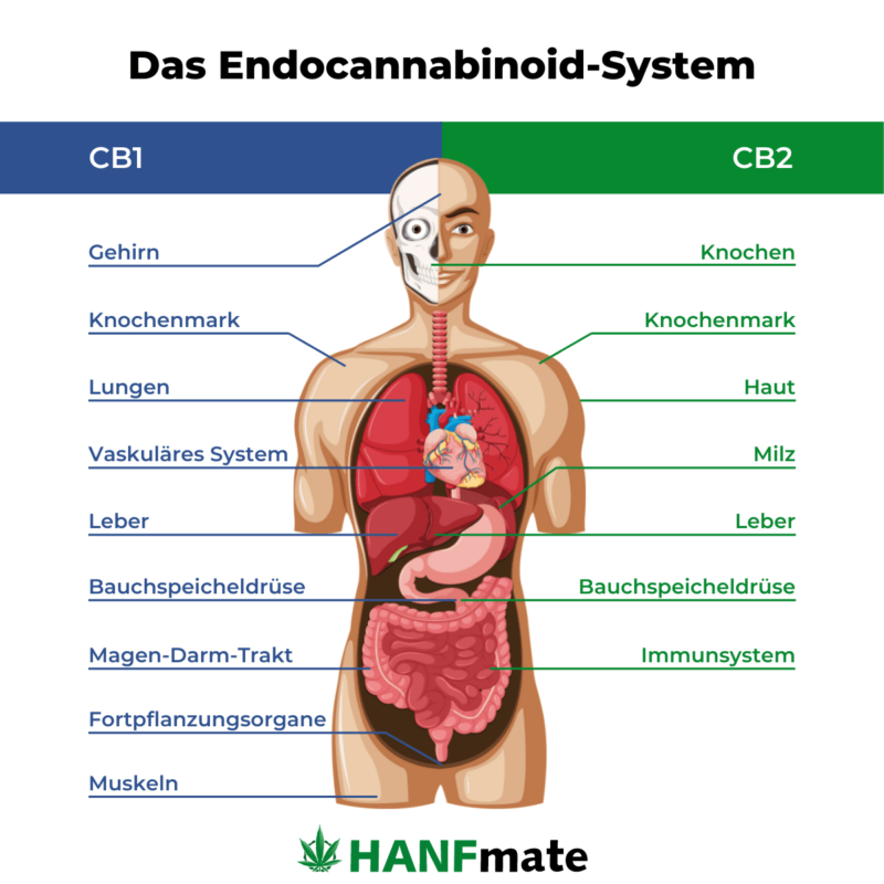 Wirkungsorte und Funktionen des Endocannabinoid-Systems in unserem Körper.