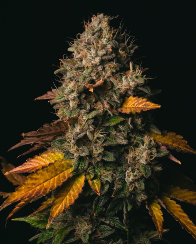 Spooky OG Steckling 20% THC – Bild 2