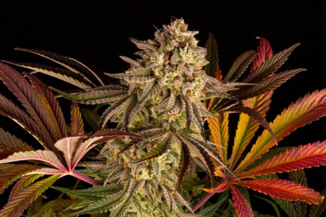Blue Sunset Sherbet Steckling 28% THC – Bild 2