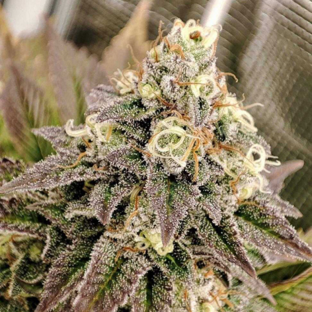 Euphoria Steckling 10% THC – Bild 2