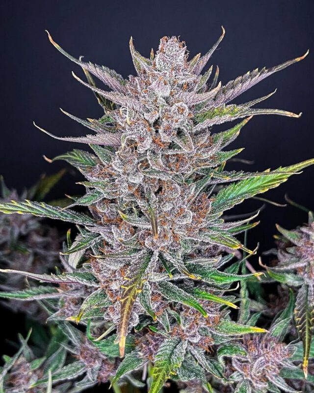 Gorilla Glue Steckling 25% THC – Bild 2