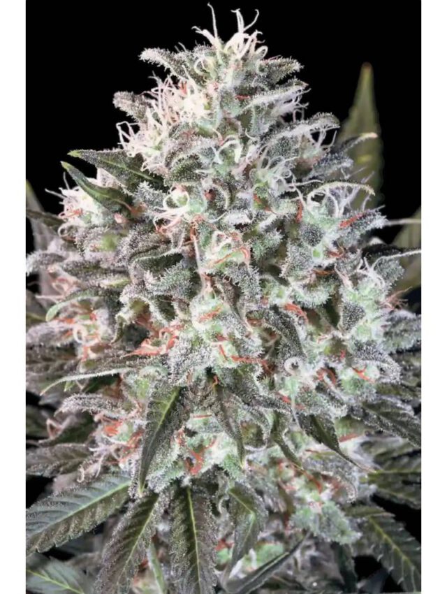LA Amnesia Steckling 24% THC – Bild 2