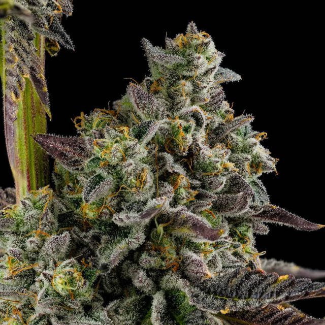 Kosher Kush Mystery Steckling 20% THC – Bild 2