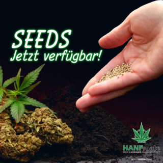 Cannabis Samen