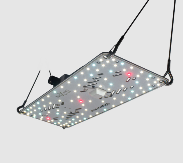 FLUXshield Habibi – Bild 3