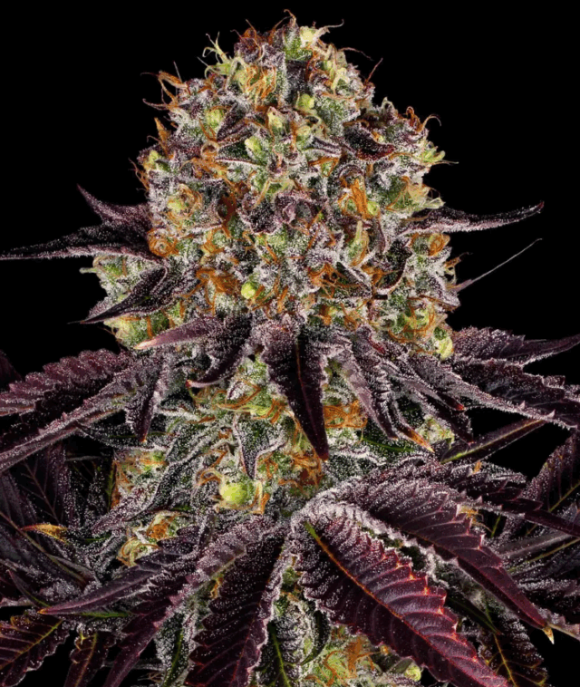 Runtz x Layer Cake Steckling 27% THC – Bild 2
