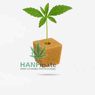 seedling im easy plug