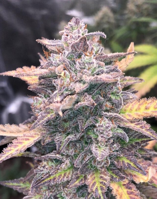 Frozen Cherry Runtz  Steckling 30% THC – Bild 2